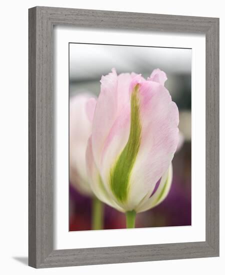 Netherlands, Lisse. Closeup of a soft pink tulip with green streaks.-Julie Eggers-Framed Photographic Print