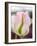 Netherlands, Lisse. Closeup of a soft pink tulip with green streaks.-Julie Eggers-Framed Photographic Print