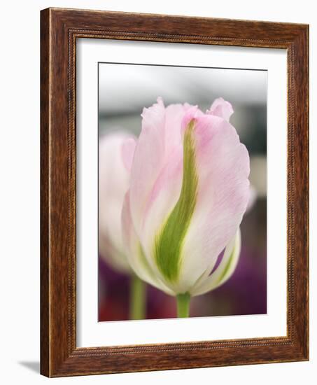 Netherlands, Lisse. Closeup of a soft pink tulip with green streaks.-Julie Eggers-Framed Photographic Print