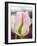 Netherlands, Lisse. Closeup of a soft pink tulip with green streaks.-Julie Eggers-Framed Photographic Print