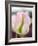Netherlands, Lisse. Closeup of a soft pink tulip with green streaks.-Julie Eggers-Framed Photographic Print