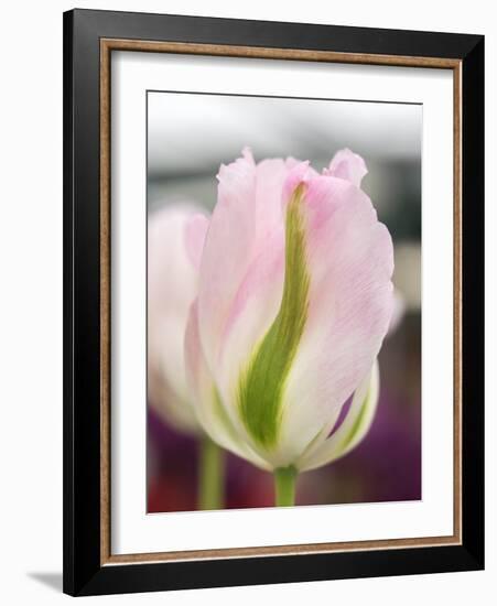 Netherlands, Lisse. Closeup of a soft pink tulip with green streaks.-Julie Eggers-Framed Photographic Print