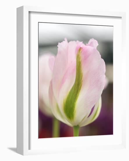 Netherlands, Lisse. Closeup of a soft pink tulip with green streaks.-Julie Eggers-Framed Photographic Print