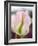 Netherlands, Lisse. Closeup of a soft pink tulip with green streaks.-Julie Eggers-Framed Photographic Print