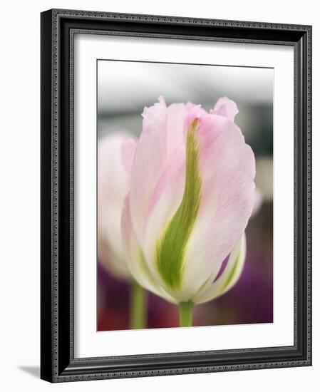 Netherlands, Lisse. Closeup of a soft pink tulip with green streaks.-Julie Eggers-Framed Photographic Print