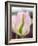 Netherlands, Lisse. Closeup of a soft pink tulip with green streaks.-Julie Eggers-Framed Photographic Print