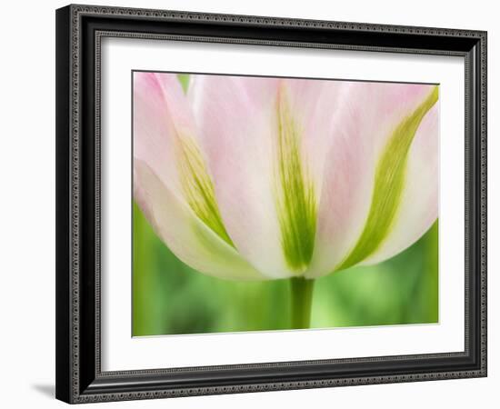 Netherlands, Lisse. Closeup of a soft pink tulip with green streaks.-Julie Eggers-Framed Photographic Print