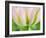 Netherlands, Lisse. Closeup of a soft pink tulip with green streaks.-Julie Eggers-Framed Photographic Print