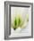 Netherlands, Lisse. Closeup of a white and green tulip.-Julie Eggers-Framed Photographic Print