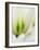 Netherlands, Lisse. Closeup of a white and green tulip.-Julie Eggers-Framed Photographic Print