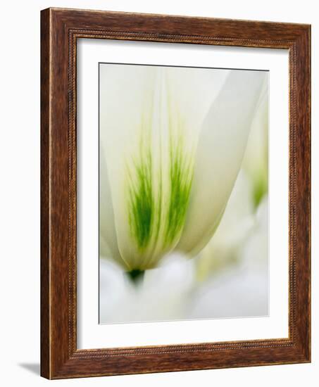 Netherlands, Lisse. Closeup of a white and green tulip.-Julie Eggers-Framed Photographic Print