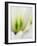 Netherlands, Lisse. Closeup of a white and green tulip.-Julie Eggers-Framed Photographic Print