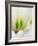 Netherlands, Lisse. Closeup of a white and green tulip.-Julie Eggers-Framed Photographic Print