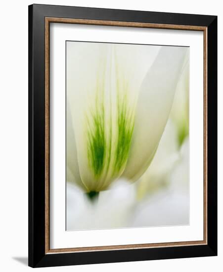 Netherlands, Lisse. Closeup of a white and green tulip.-Julie Eggers-Framed Photographic Print