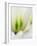 Netherlands, Lisse. Closeup of a white and green tulip.-Julie Eggers-Framed Photographic Print