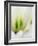 Netherlands, Lisse. Closeup of a white and green tulip.-Julie Eggers-Framed Photographic Print