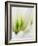 Netherlands, Lisse. Closeup of a white and green tulip.-Julie Eggers-Framed Photographic Print