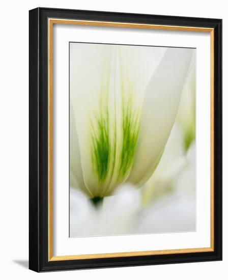 Netherlands, Lisse. Closeup of a white and green tulip.-Julie Eggers-Framed Photographic Print