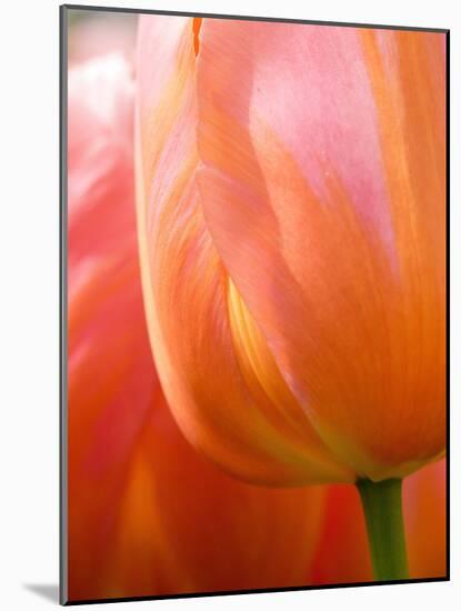 Netherlands, Lisse. Closeup of an orange tulip flower.-Julie Eggers-Mounted Photographic Print