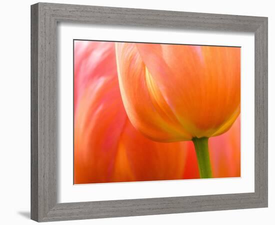 Netherlands, Lisse. Closeup of an orange tulip flower.-Julie Eggers-Framed Photographic Print