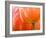 Netherlands, Lisse. Closeup of an orange tulip flower.-Julie Eggers-Framed Photographic Print