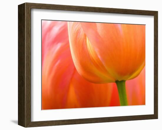 Netherlands, Lisse. Closeup of an orange tulip flower.-Julie Eggers-Framed Photographic Print