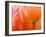 Netherlands, Lisse. Closeup of an orange tulip flower.-Julie Eggers-Framed Photographic Print