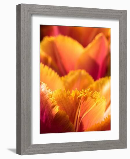 Netherlands, Lisse. Closeup of an orange tulip flower.-Julie Eggers-Framed Photographic Print