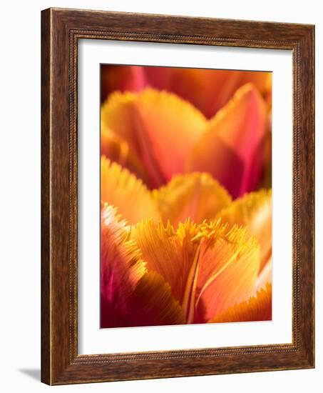 Netherlands, Lisse. Closeup of an orange tulip flower.-Julie Eggers-Framed Photographic Print