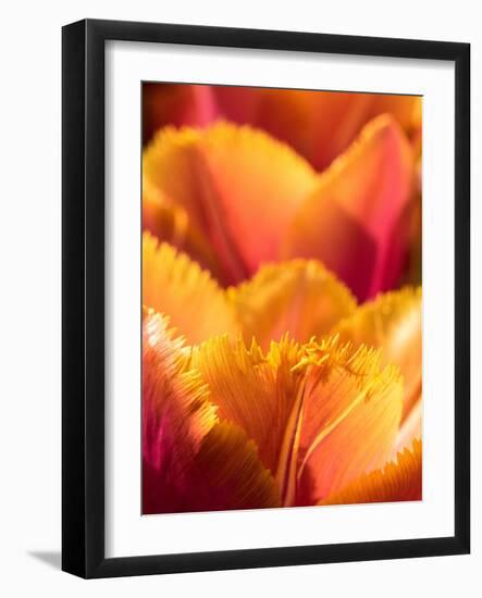 Netherlands, Lisse. Closeup of an orange tulip flower.-Julie Eggers-Framed Photographic Print