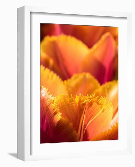 Netherlands, Lisse. Closeup of an orange tulip flower.-Julie Eggers-Framed Photographic Print