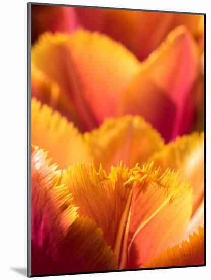 Netherlands, Lisse. Closeup of an orange tulip flower.-Julie Eggers-Mounted Photographic Print