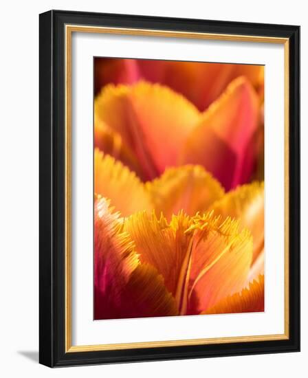 Netherlands, Lisse. Closeup of an orange tulip flower.-Julie Eggers-Framed Photographic Print