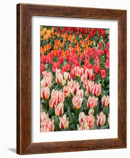 Netherlands, Lisse. Closeup of flower displays at Keukenhof Gardens.-Julie Eggers-Framed Photographic Print