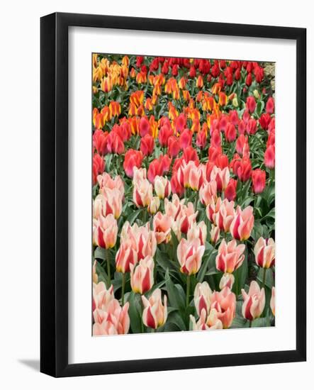 Netherlands, Lisse. Closeup of flower displays at Keukenhof Gardens.-Julie Eggers-Framed Photographic Print