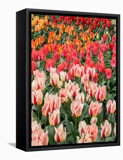 Netherlands, Lisse. Closeup of flower displays at Keukenhof Gardens.-Julie Eggers-Framed Premier Image Canvas