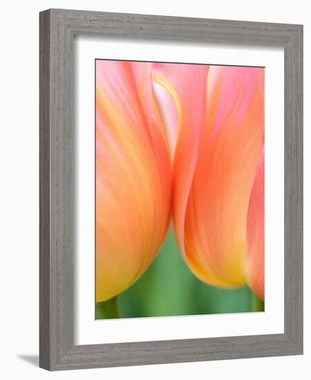 Netherlands, Lisse. Closeup of orange tulips.-Julie Eggers-Framed Photographic Print