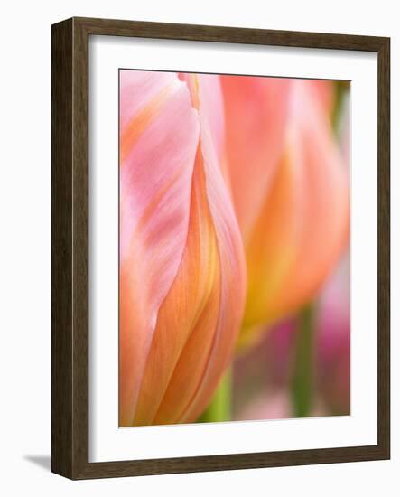 Netherlands, Lisse. Closeup of orange tulips.-Julie Eggers-Framed Photographic Print
