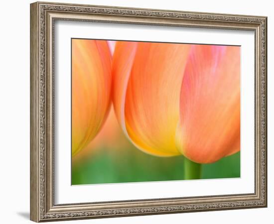 Netherlands, Lisse. Closeup of orange tulips.-Julie Eggers-Framed Photographic Print