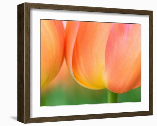 Netherlands, Lisse. Closeup of orange tulips.-Julie Eggers-Framed Photographic Print