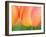 Netherlands, Lisse. Closeup of orange tulips.-Julie Eggers-Framed Photographic Print