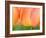 Netherlands, Lisse. Closeup of orange tulips.-Julie Eggers-Framed Photographic Print