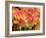 Netherlands, Lisse. Closeup of orange variegated tulip flower.-Julie Eggers-Framed Photographic Print