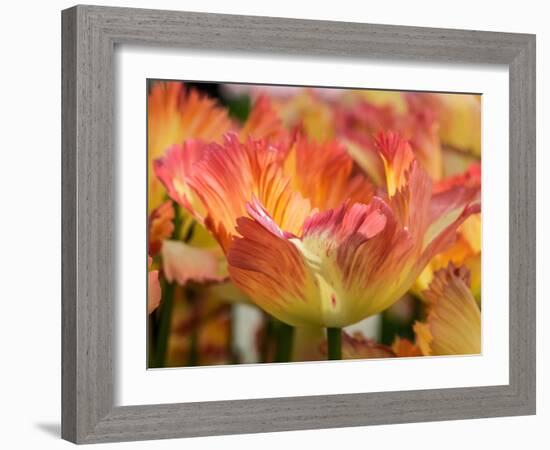 Netherlands, Lisse. Closeup of orange variegated tulip flower.-Julie Eggers-Framed Photographic Print