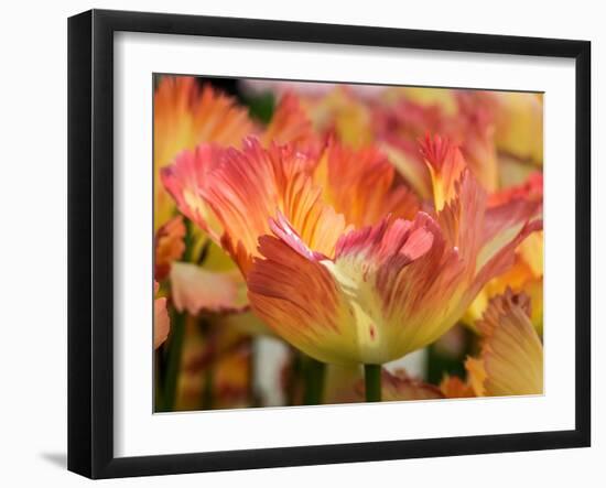 Netherlands, Lisse. Closeup of orange variegated tulip flower.-Julie Eggers-Framed Photographic Print