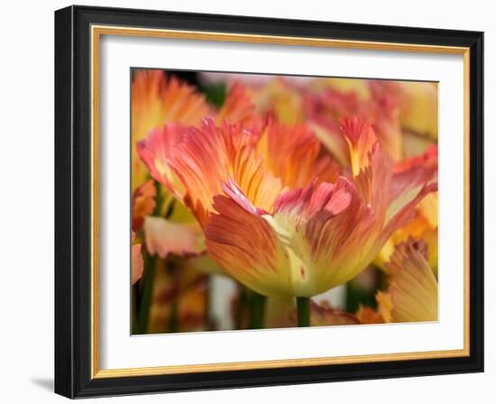 Netherlands, Lisse. Closeup of orange variegated tulip flower.-Julie Eggers-Framed Photographic Print