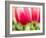 Netherlands, Lisse. Closeup of pink and white tulip flower.-Julie Eggers-Framed Photographic Print