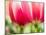 Netherlands, Lisse. Closeup of pink and white tulip flower.-Julie Eggers-Mounted Photographic Print