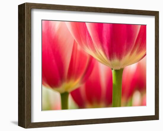 Netherlands, Lisse. Closeup of pink and white tulip flower.-Julie Eggers-Framed Photographic Print