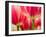 Netherlands, Lisse. Closeup of pink and white tulip flower.-Julie Eggers-Framed Photographic Print